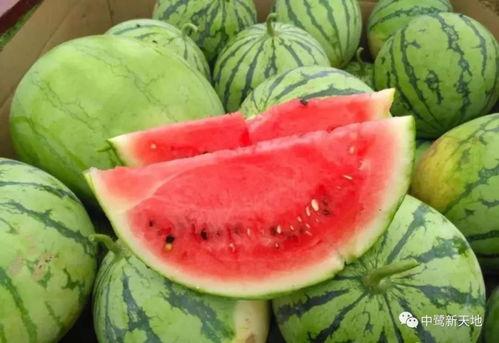 今日吃瓜往日吃瓜